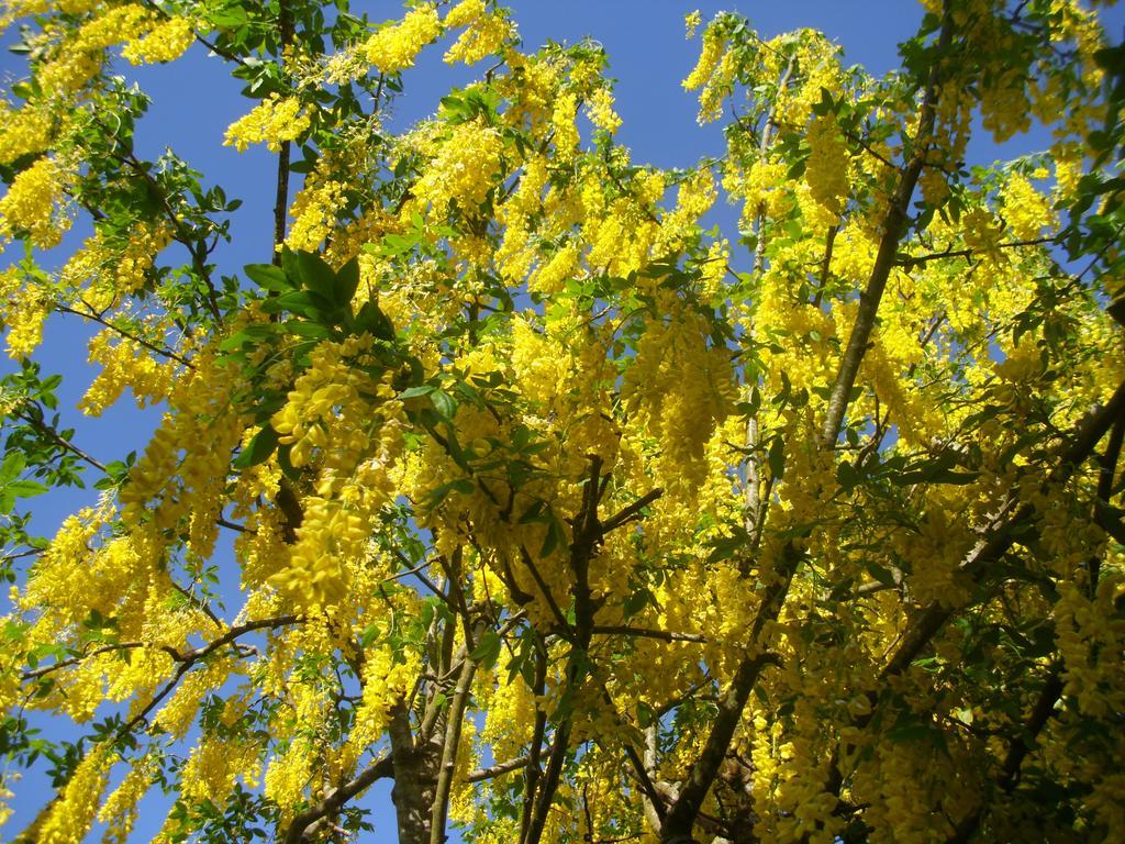 Laburnum B&B Kenmare Eksteriør billede